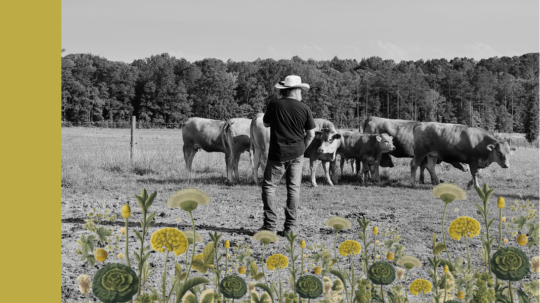 Man in a field with cows, featuring Ganaden Farms logo on a yellow background