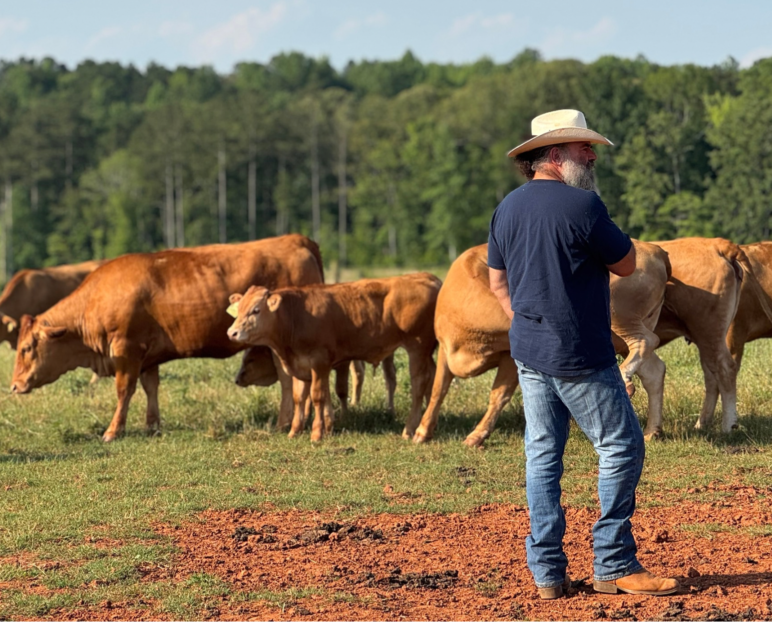 Man standing in a field with cows